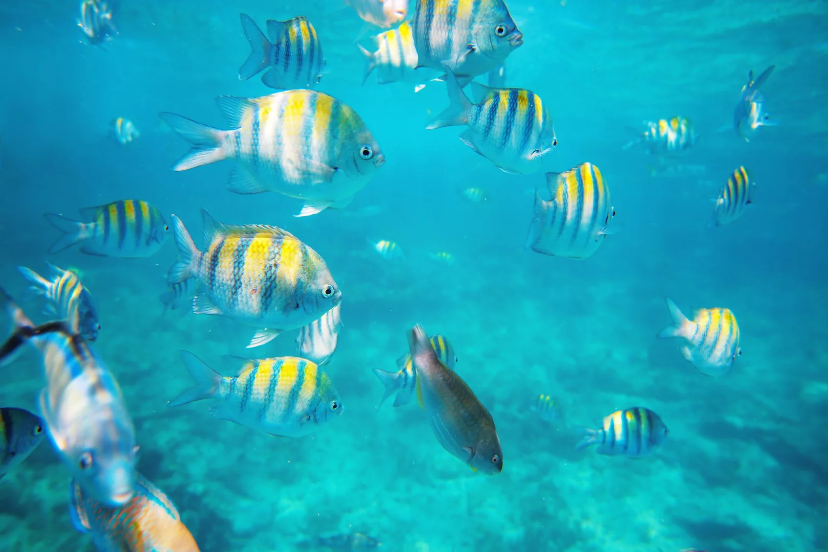 Buceo Local